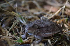 Phrynosoma orbiculare