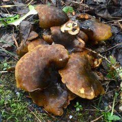 Boletinellus merulioides