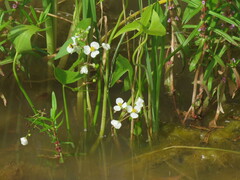 Sagittaria