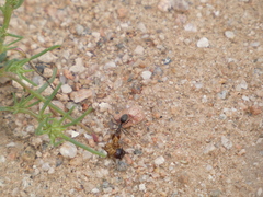 Endiodioctes