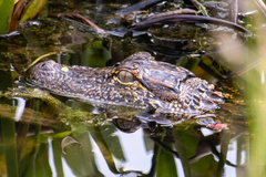 Alligator mississippiensis