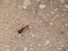 Endiodioctes