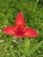 Tigridia pavonia