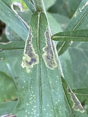 Nemorimyza posticata