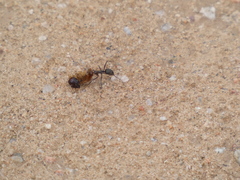 Endiodioctes