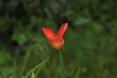 Tigridia pavonia