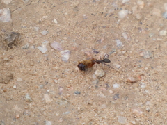 Endiodioctes
