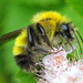 Bombus perplexus - Photo (c) Denis Doucet,  זכויות יוצרים חלקיות (CC BY-NC), uploaded by Denis Doucet