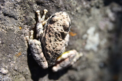 Hyla arenicolor