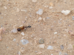 Endiodioctes