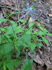 Campanula prenanthoides