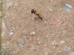 Endiodioctes