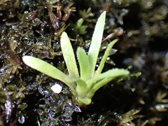 Plantae