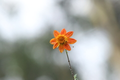Dahlia coccinea