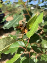 Ochlodes sylvanoides