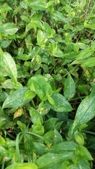 Commelina communis