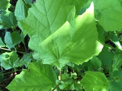 Platanus occidentalis
