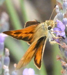 Ochlodes sylvanoides