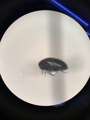 Coleoptera