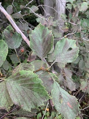 Crataegus chrysocarpa chrysocarpa