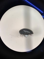 Coleoptera