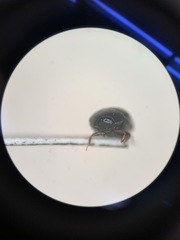 Coleoptera