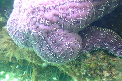 Pisaster ochraceus