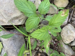 Verbena urticifolia