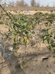 Nicotiana glauca