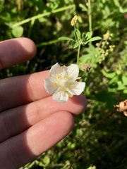 Parnassia palustris