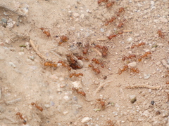 Pogonomyrmex