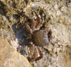 Pachygrapsus marmoratus