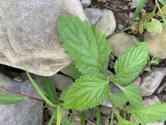 Verbena urticifolia