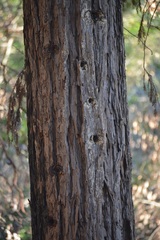 Cupressaceae