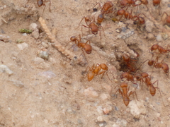 Pogonomyrmex