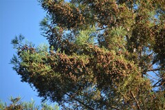 Cupressaceae