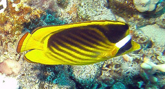 Chaetodon fasciatus