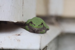 Hyla versicolor