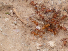 Pogonomyrmex