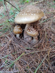Amanita pantherina
