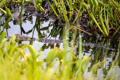 Alligator mississippiensis