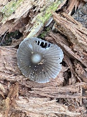 Mycena leptocephala