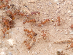 Pogonomyrmex