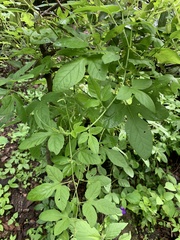 Passiflora bryonioides