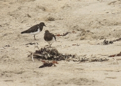 Arenaria melanocephala