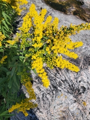 Solidago juncea