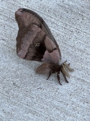 Antheraea polyphemus