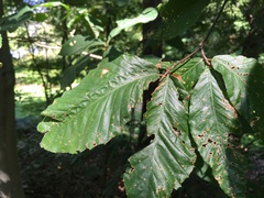 Fagus grandifolia