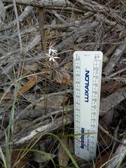 Caladenia alata