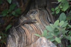 Sceloporus graciosus vandenburgianus